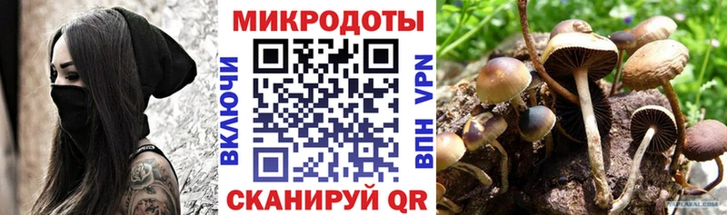 Псилоцибиновые грибы Psilocybe  Солигалич 